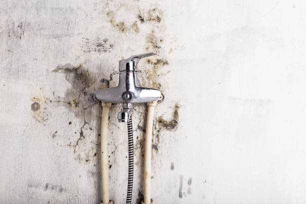 Best Mold Removal Specialists  in La Croft, OH