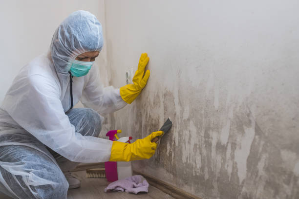 Best Toxic Mold Removal  in La Croft, OH
