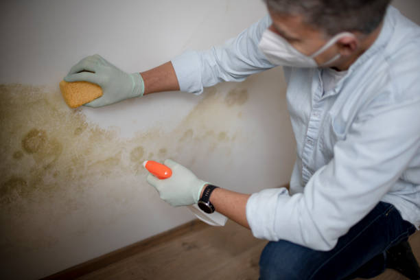 Best Certified Mold Removal  in La Croft, OH