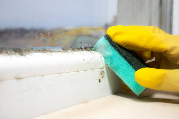 Best Emergency Mold Removal  in La Croft, OH