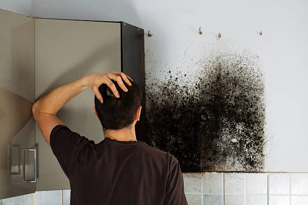 Best Black Mold Removal  in La Croft, OH